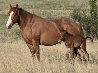 Anyware Lucky Bet <BR>AQHA 5939938